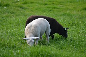 Two Lambs