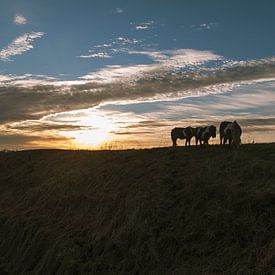 horses sunset van jada fotografie