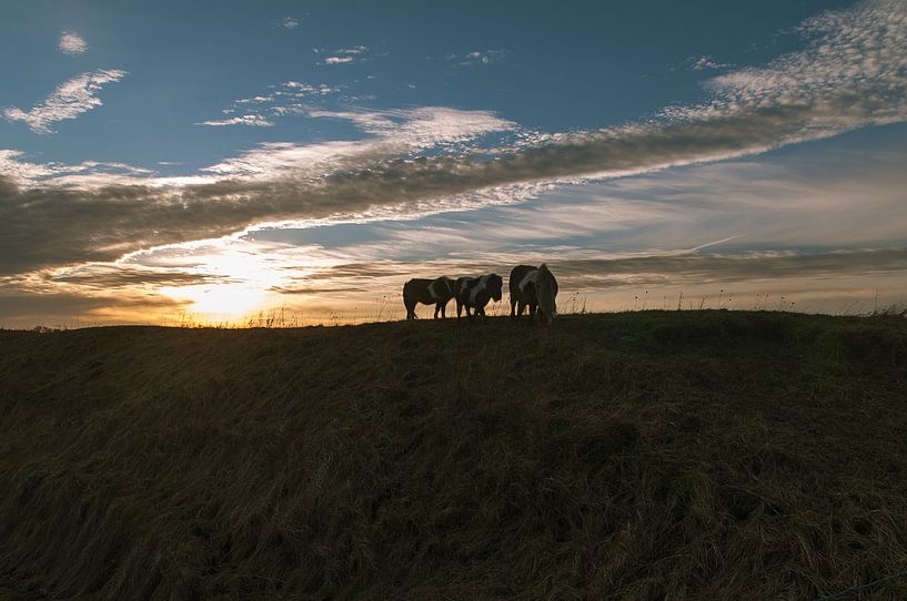 horses sunset par jada fotografie