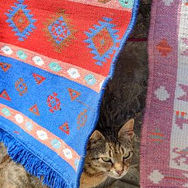 Cat hides behind carpets on Karpathos (Greece) by Laura V