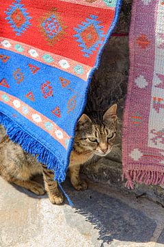 Un chat se cache derrière des tapis à Karpathos (Grèce)