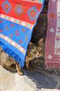 Kat verstopt achter tapijten op Karpathos (Griekenland) van Laura V thumbnail