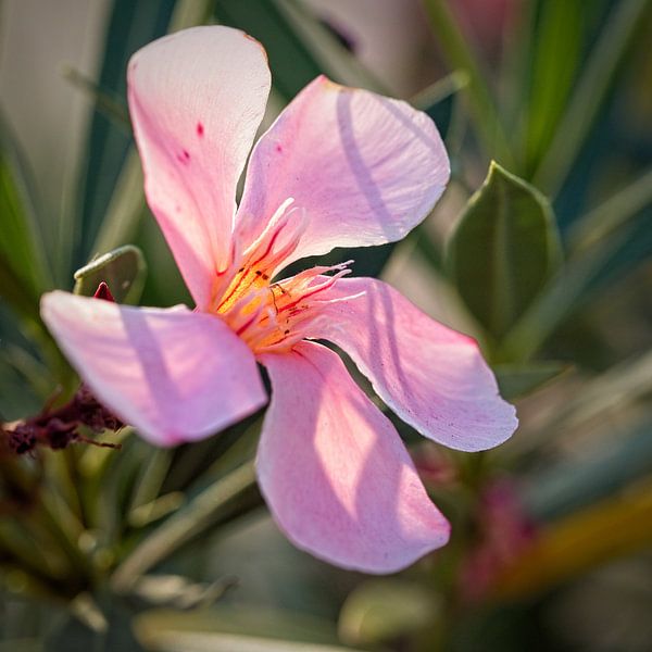 Oleander by Rob Boon