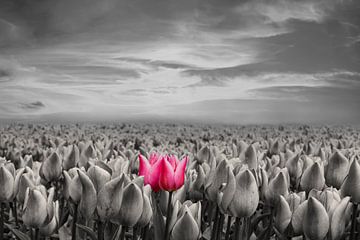 Champ de bulbes, champ de tulipes en N/B avec 2 tulipes rouges sur Gert Hilbink