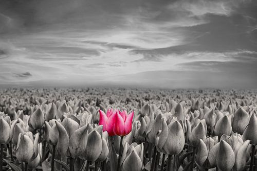 Bollenveld, Tulpenveld in Z/W met 2 rode tulpen