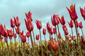 Tulpen in Holland van VanEis Fotografie