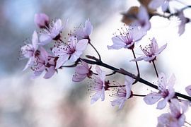 Frühlingsblüten von picsbyronenvief