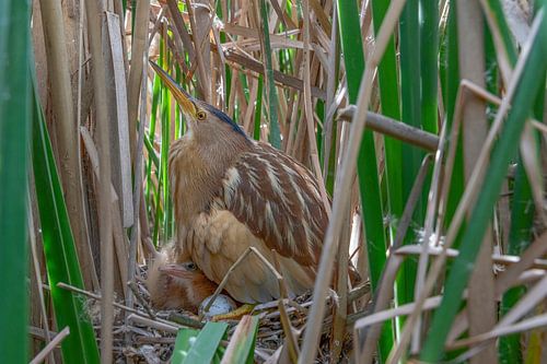 Woudaap vrouw met haar jongen in het riet