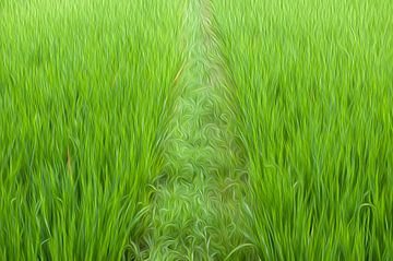 Ubud Bali Paddy van Richard Wareham