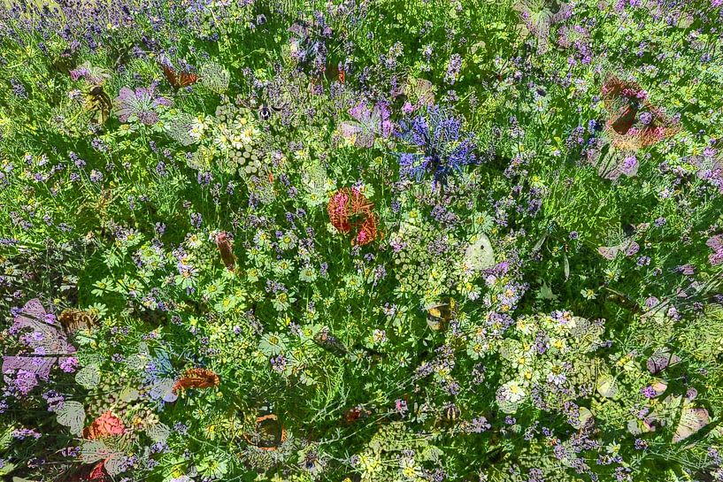 le jardin des insectes par appie bonis