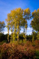 Golden Forest In Fall