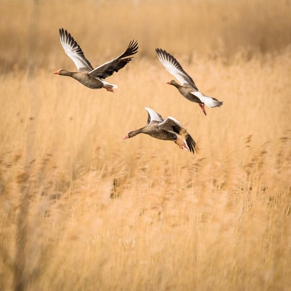 Goose flight in the Darß by Tobias Luxberg