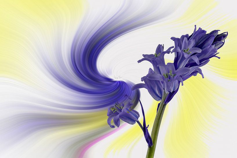 Blaue Glockenblume vor einem farbigen, abstrakten Hintergrund. von Harry Adam