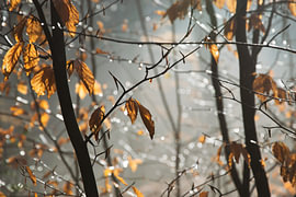 Herbst im Wald
