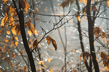 Herfst in het bos
