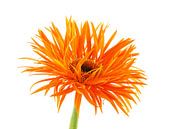 Gerbera Spider Orange van Tanja van Beuningen thumbnail