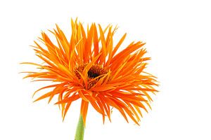 Gerbera Araignée Orange