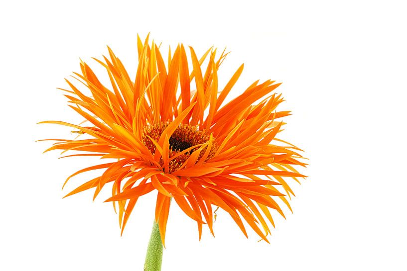 Gerbera Spider Orange van Tanja van Beuningen