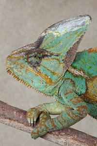 Caméléon du Yémen (Chamaeleo calyptratus)