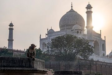 Een aap bij de Taj Mahal. van Floyd Angenent