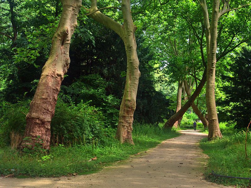 Boomgroei van Edgar Schermaul