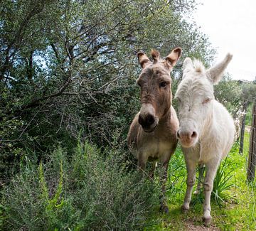 een bruine en witte ezel speciaal ras van sardinie