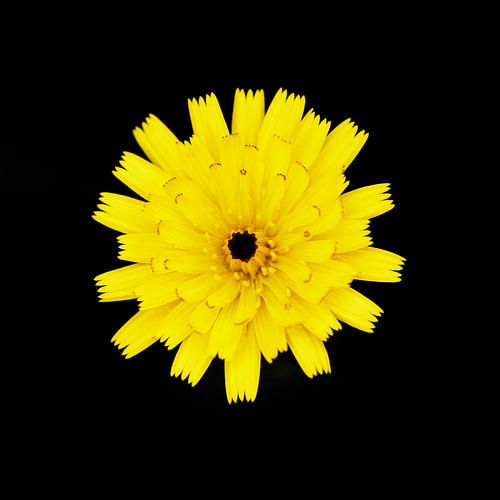 Bitterkruid - Picris Hieracioides II