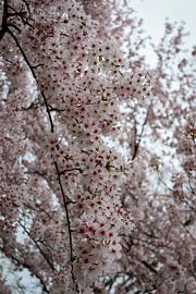 Prunus in bloei van Robin Mulders
