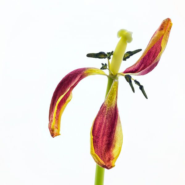 Overgrown tulip with a white background by Carola Schellekens