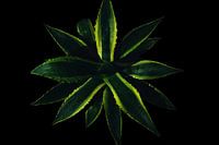 Agave's Enchanting Splendour