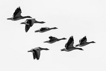 Grauwe ganzen in de vlucht van Ger van Beek
