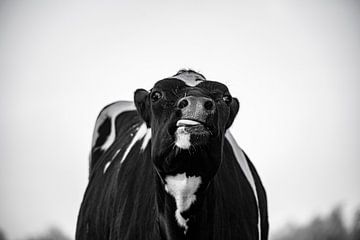 Lustige Kuh von Berend Drent
