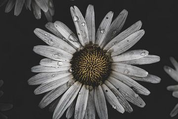 Close up witte bloem met regendruppels donker van Nathan Segers