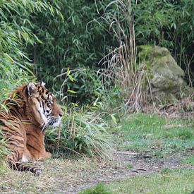Een rustige tijger  von Ken Hendriks