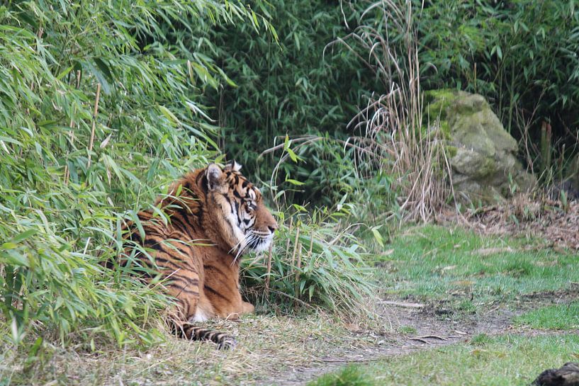 Een rustige tijger  von Ken Hendriks