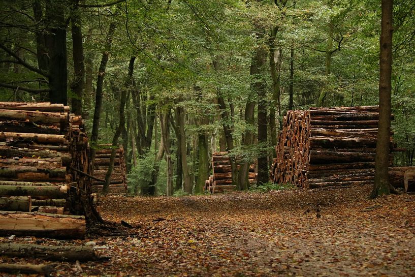 Forest by Jayne Wilby