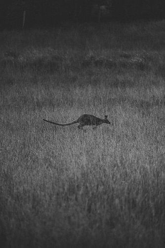 Zwart-wit springende Walibi door hoog gras