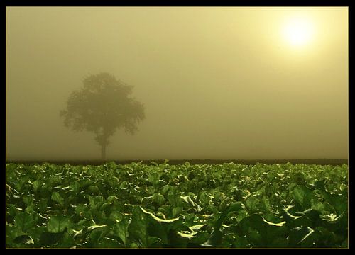 bietenveld in de ochtendzon
