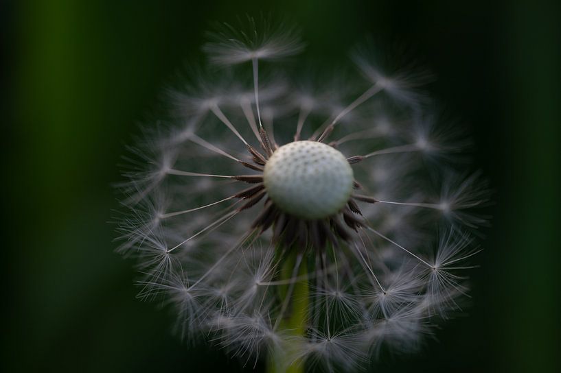 Release by Studio Liefkoos