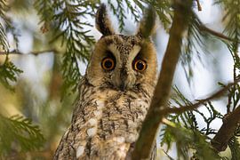 Long-earder owl by Goffe Jensma