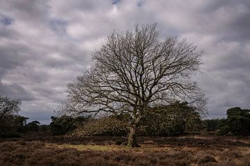 Een boom vangt subtiel wat licht op een donkere dag. van Bo Scheeringa Photography