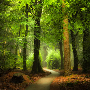 Licht im Speulderwald. Licht in den Wäldern