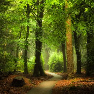 Light in the Speulder Forest. Light in the woods by Jenco van Zalk