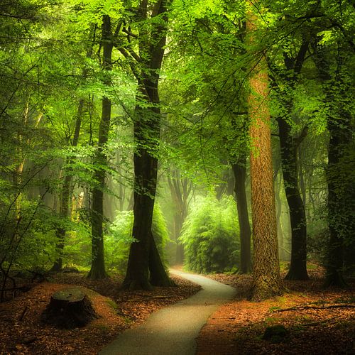 Licht in het Speulderbos. Light in the woods van Jenco van Zalk