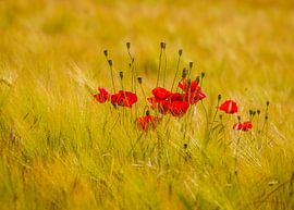 Mohnblumen auf Getreidefeld von Sascha Sirch