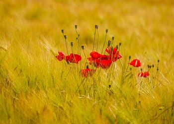 Mohnblumen auf Getreidefeld