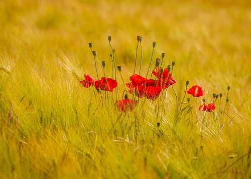 Mohnblumen auf Getreidefeld