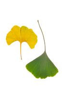 Ginkgoblätter grün und gelb