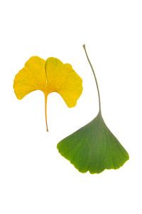 Feuilles de ginkgo vertes et jaunes