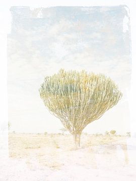 Cactusboom in pastelkleuren van Imaginative